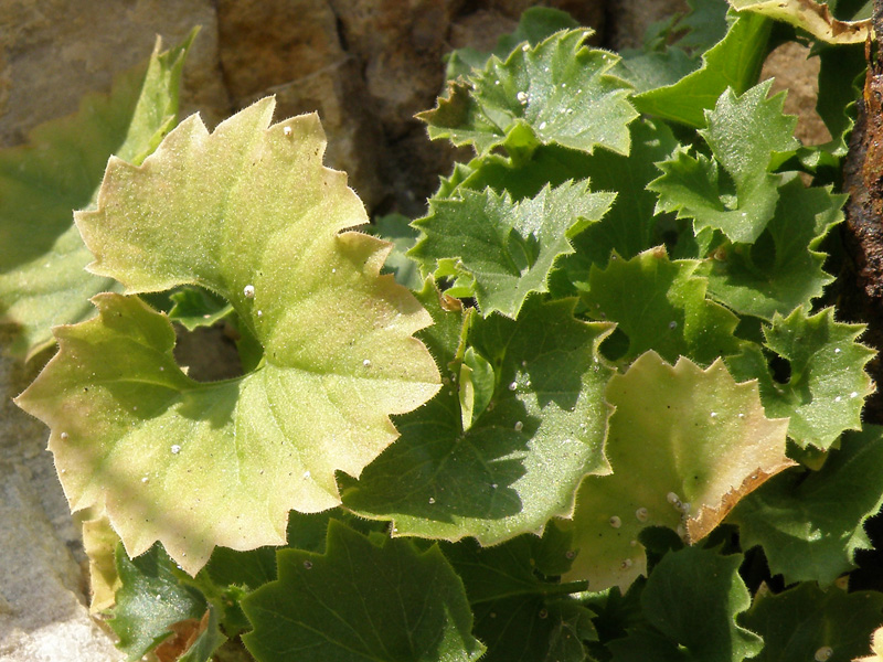 Campanula isophylla / Campanula di Capo Noli